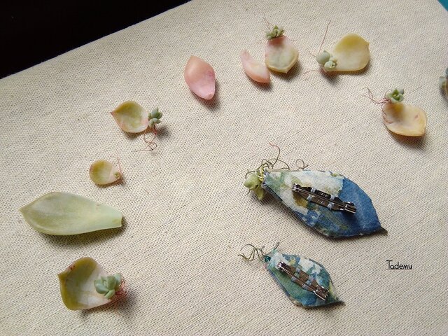 多肉植物 葉挿しブローチ2点セット DBl | iichi 日々の暮らしを