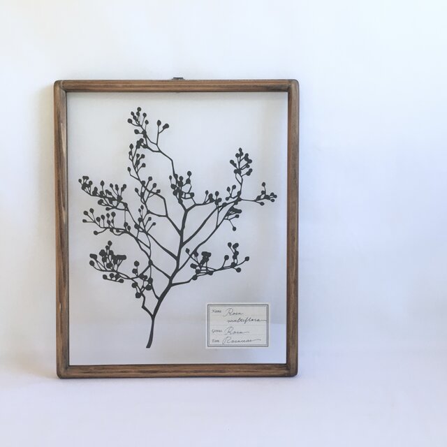 【植物標本シリーズ】ノイバラの切り絵フレーム_Aの画像1枚目