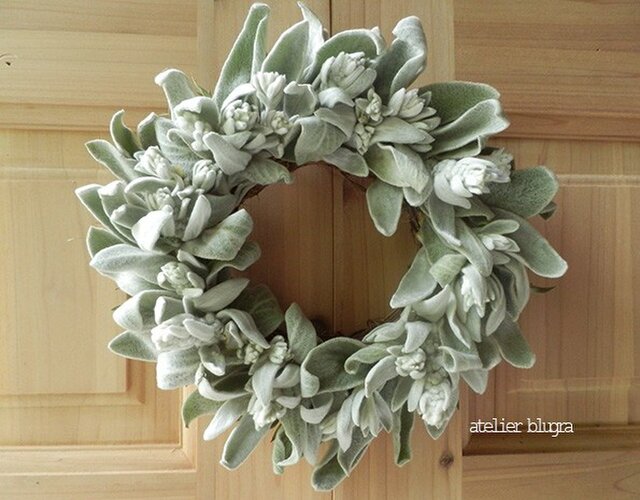 八ヶ岳〜採れたてラムズイヤーのWreathの画像1枚目