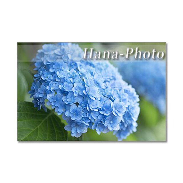 1329 美しいブルーの紫陽花 ポストカード5枚組 Iichi ハンドメイド クラフト作品 手仕事品の通販