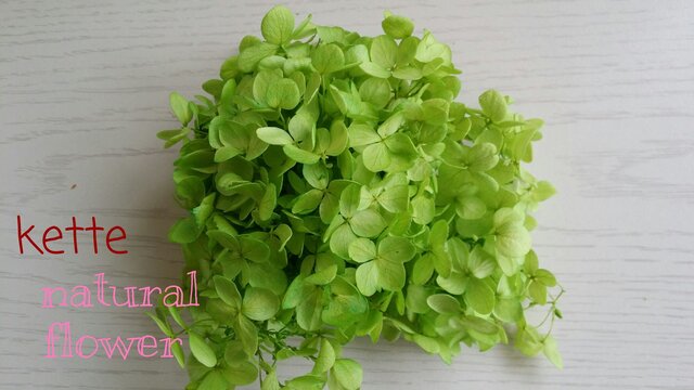 NEW!!紫陽花 ライトグリーン♪の画像1枚目