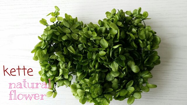 NEW!!夏から秋への香り 紫陽花フレッシュグリーン♪の画像1枚目