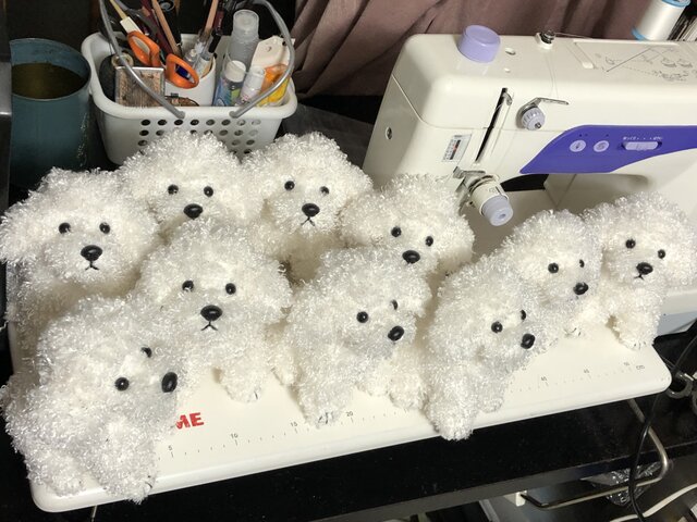 トイプードル(ホワイト)の画像1枚目