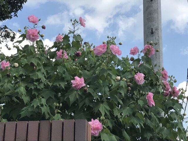 ピンクの花と空との画像1枚目