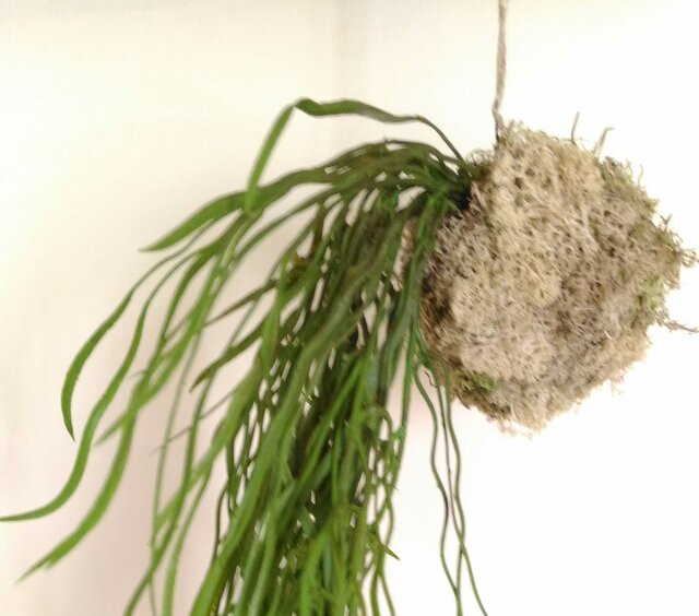 苔玉 ホヤ・リネアリスの画像1枚目