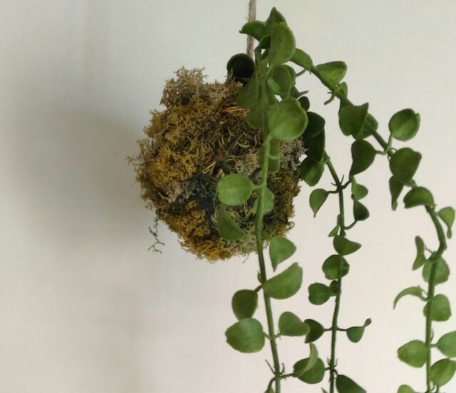 苔玉 エンジェルバインの画像1枚目