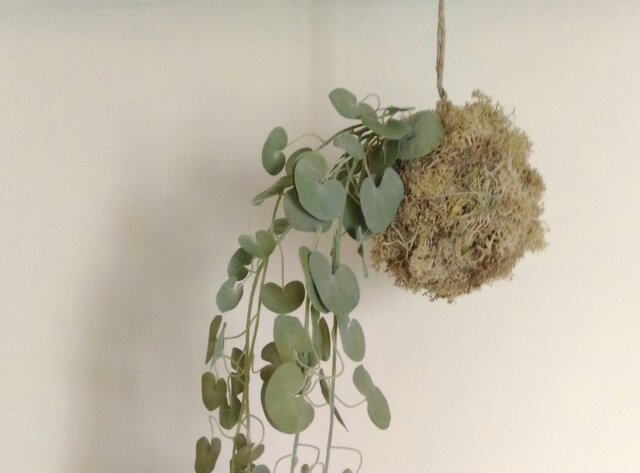 苔玉 シルバーフォールズの画像1枚目