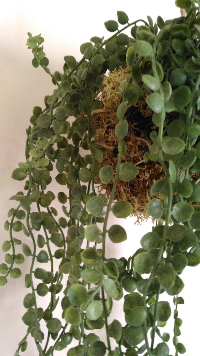 苔玉 ボタンリーフの画像1枚目