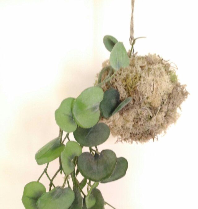 苔玉 ラウンドリーフの画像1枚目