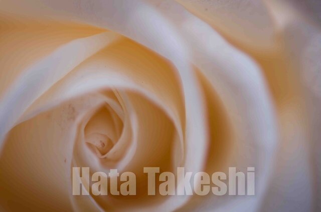 【A-91】A-4サイズ 3枚 1セット 1800円【送料無料】草花のアート写真1の画像1枚目