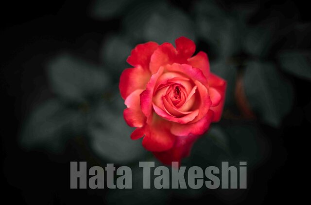 【A-92】A-4サイズ 3枚 1セット 1800円【送料無料】草花のアート写真1の画像1枚目