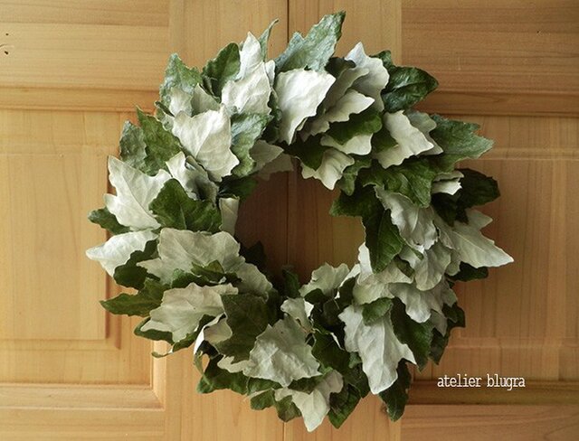 八ヶ岳〜ギンドロ(ウラジロハコヤナギ)Wreathの画像1枚目