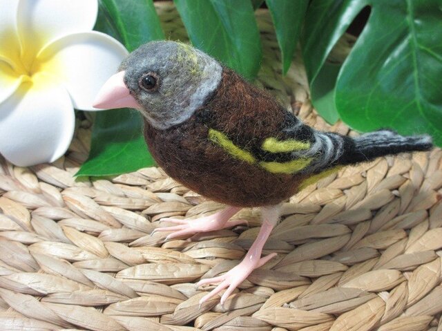 KO様ご予約品 カワラヒワの画像1枚目