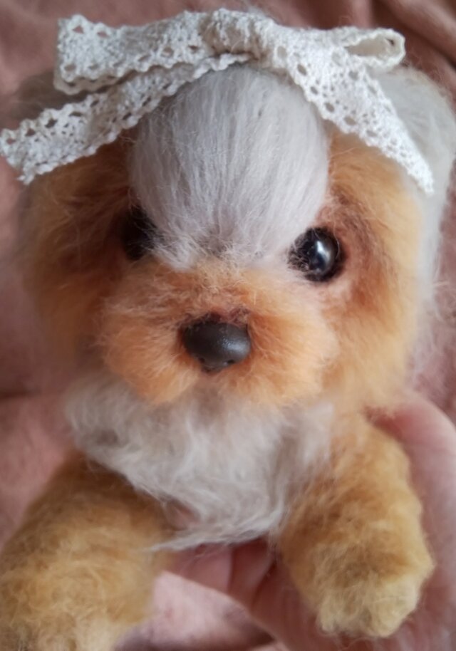 ヨークシャーテリアの画像1枚目