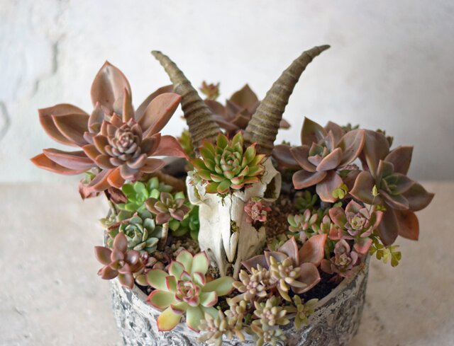 plants born （goat) 多肉の庭 | iichi 日々の暮らしを心地よくする