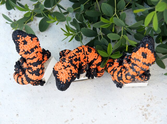 アメリカドクトカゲ 【Heloderma suspectum】 | iichi 日々の暮らしを