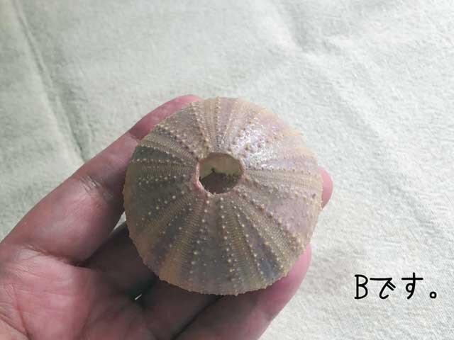 天然素材　ウニ殻　シーウーチン　綺麗なガンガゼ　標本 オンラインストア】 白色が美しいウニの骨の標本。 生体の