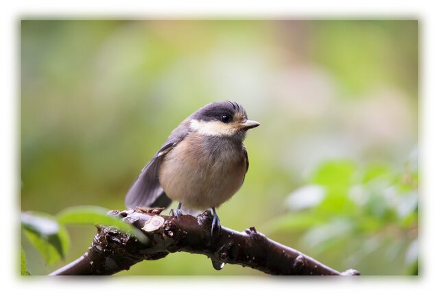 No.23 身近な野鳥たち 山雀の雛 ポストカード5枚組 の画像1枚目