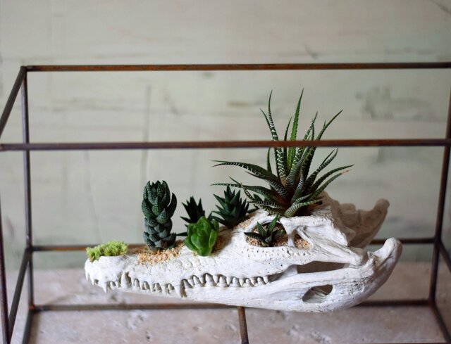 plants born (crocodile) Iron frameの画像1枚目