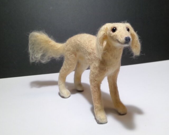 サルーキの子犬(売約済み)の画像1枚目