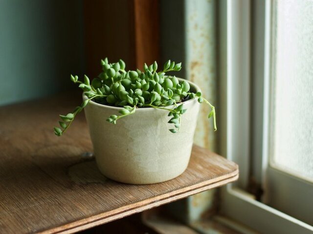 白橡釉 植木鉢の画像1枚目