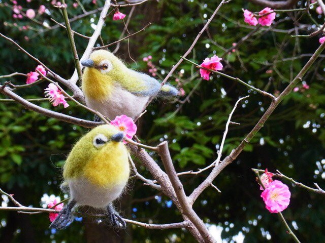 メジロ 3号の画像1枚目