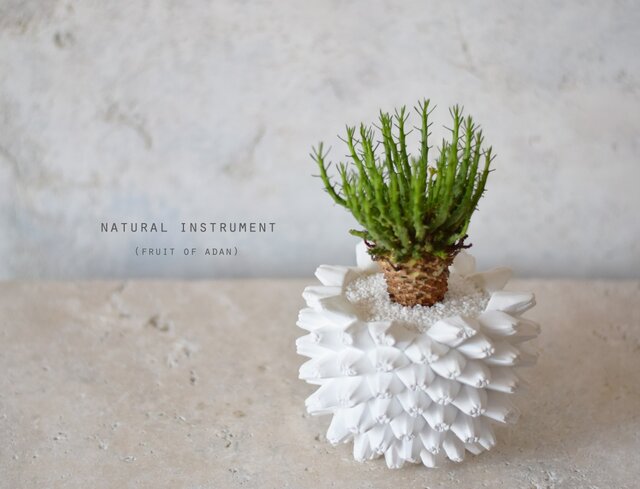 Natural instrument　アダンの実（white）器のみ it-5ba73b6ddbd71-1200.jpg