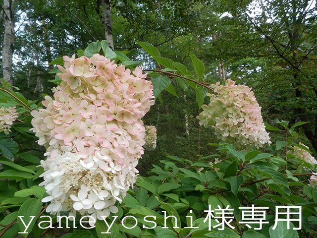 八ヶ岳〜 yameyoshi様専用の画像1枚目