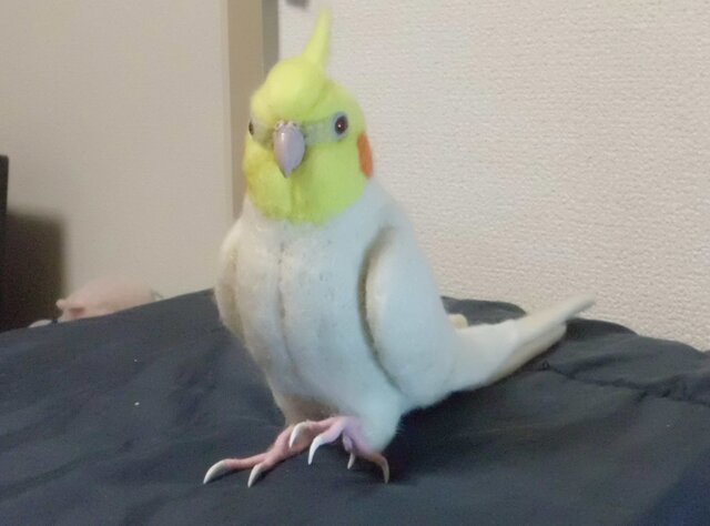 羊毛フェルト オカメインコ ルチノー ライフサイズ オカメインコ ルチノ－（濃赤目）リアル 羊毛