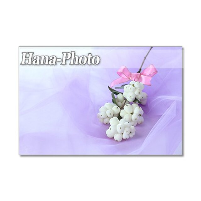 1343) もこもこのシンフォリカルポスと白いカボチャ(カスペリータ)  　ポストカード5枚組