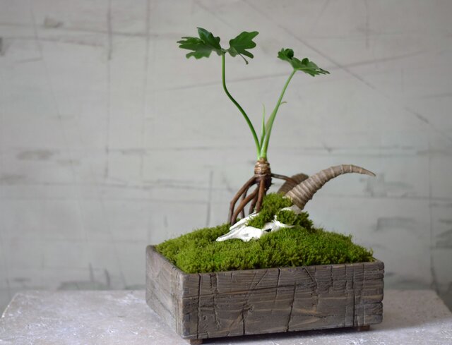 古い木箱 超大型 1930'S 40'S ウッドボックス PROPERTY OF BURNY BROS