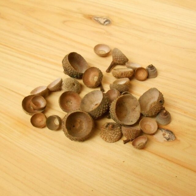 どんぐりの殻斗、帽子いろいろ20個以上 ～リース、クラフト素材などに