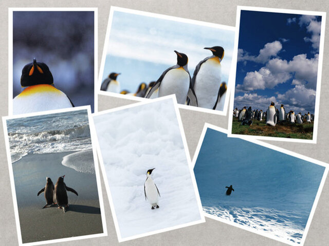 ペンギン達のポストカードセット（12枚入） | iichi ハンドメイド