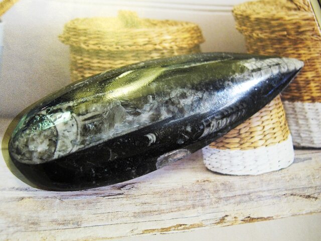 化石　C-31 カロセラス040｜恐竜・化石グッズの専門店 ふぉっしる