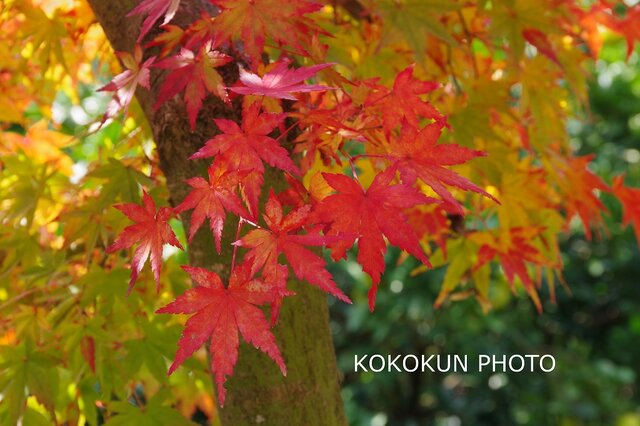 2018紅葉「ポストカード5枚セット」の画像1枚目