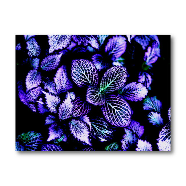 【写真のみ】FalseFlower【A4 送料無料 アートフォト】テキスト挿入のオーダー承りますの画像1枚目