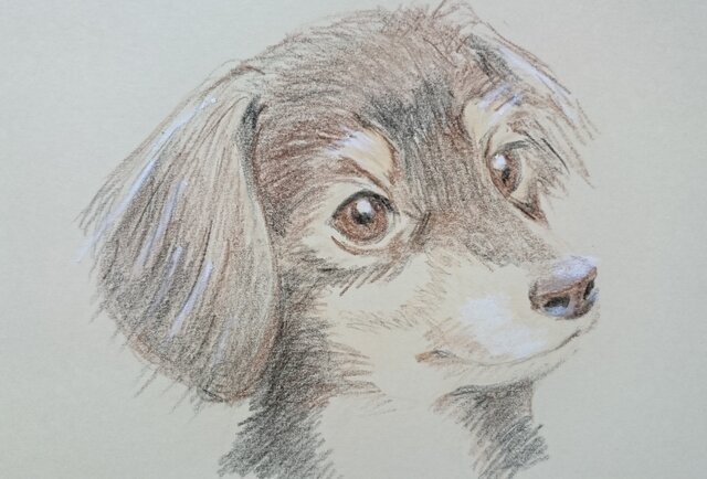 ペットの似顔絵 色鉛筆の画像1枚目