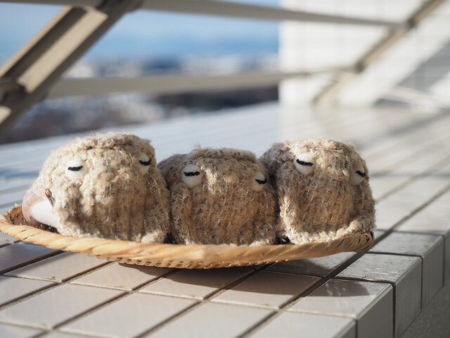 コウイカのがま口(オレンジベージュ)の画像1枚目