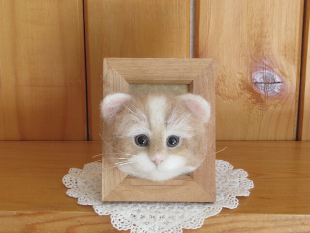 スコティッシュフォールドロングヘアーの子猫 フレーム の画像1枚目