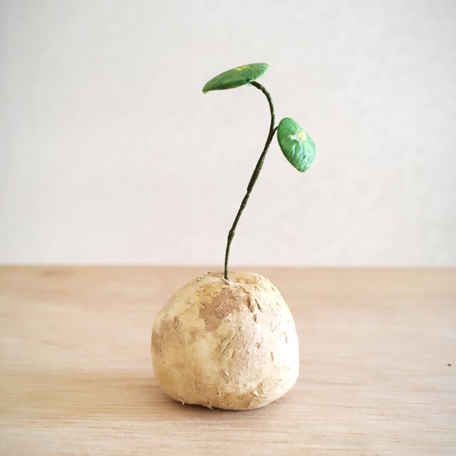 2781.bud 粘土の塊根植物の画像1枚目