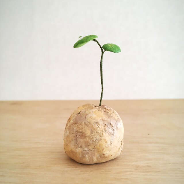 2782.bud 粘土の塊根植物の画像1枚目