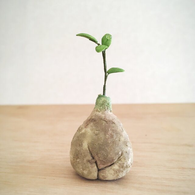 2783.bud 粘土の塊根植物の画像1枚目