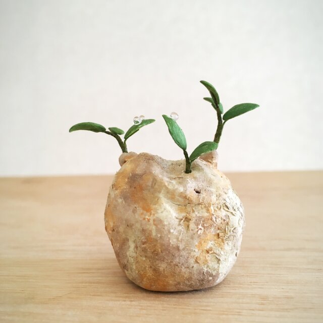 2784.bud 粘土の塊根植物の画像1枚目
