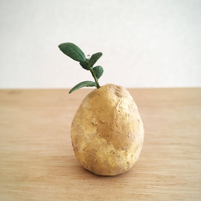 2786.bud 粘土の塊根植物の画像1枚目