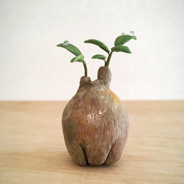 2787.bud 粘土の塊根植物の画像1枚目