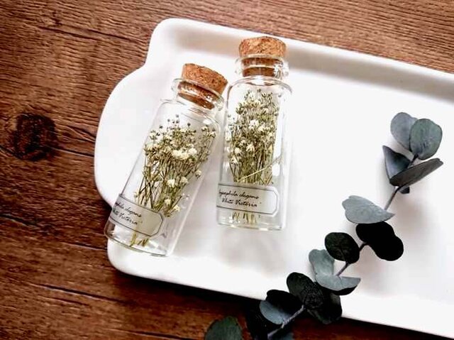 【展示】植物標本 Botanical Collection■No.56 かすみ草 ホワイトビクトリアの画像1枚目