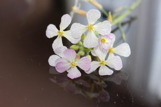 Wさまご注文品 <桜>染め 鴇浅葱色オーガニックcottonの画像1枚目