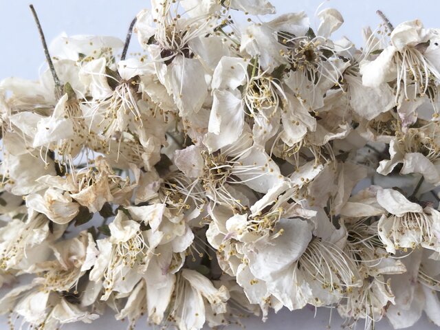 ☆ドライフラワー☆さくらんぼの花☆80個☆ホワイト☆の画像1枚目