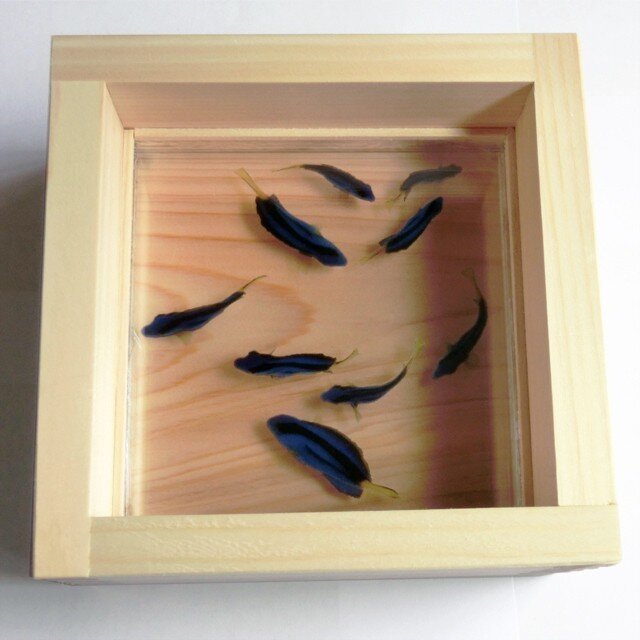 正規新品ひのきアート 「悠/HARUKA」 こだわりの純日本製 プレゼント ドリー ナンヨウハギ 海水魚 3D金魚 還暦 結婚 誕生日 立体 金魚 3D 桧 置物 生き物