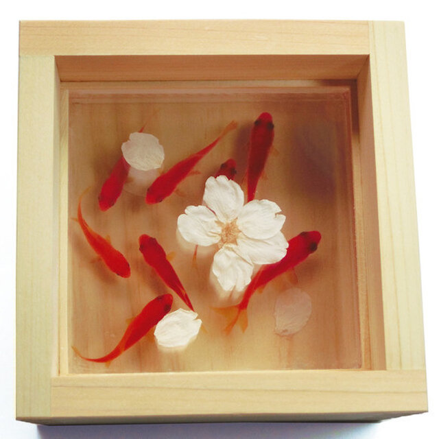 アクリルアート 「桜/sakura」春限定作品 本物の桜×3D金魚 夏 